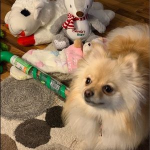 Meet your Posher, Paulette